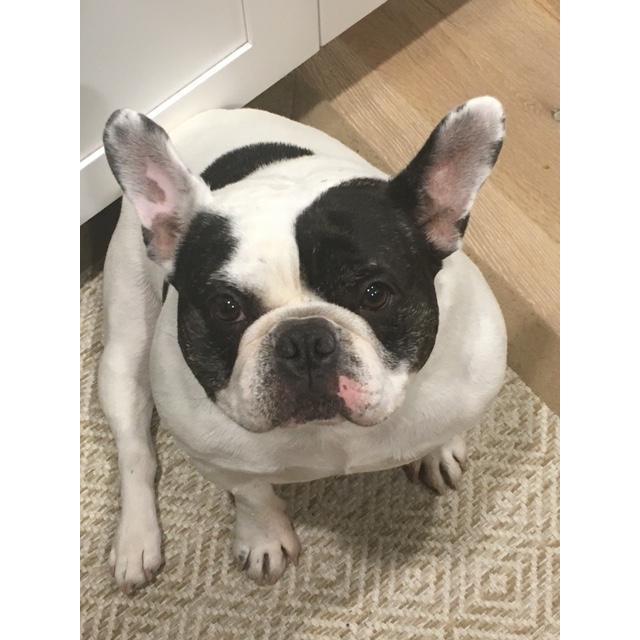 Our bulldog, Francesca