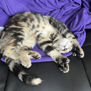 Pet Sitter for Honeymoon