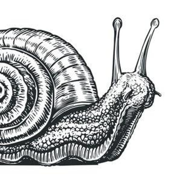 Salty (the snail) Terrarium Upkeep Fund
