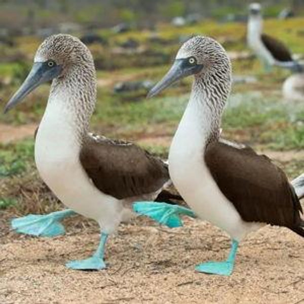 Galapagos Honeymoon Flights