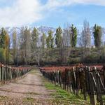 Ampora Wine Tours