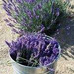 Loess Hills Lavender Farm