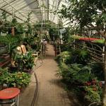 Graye's Greenhouse