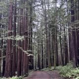 The Hot Spot- Redwoods Hike in Sea Ranch