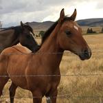 Horseback Riding