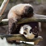San Diego Zoo