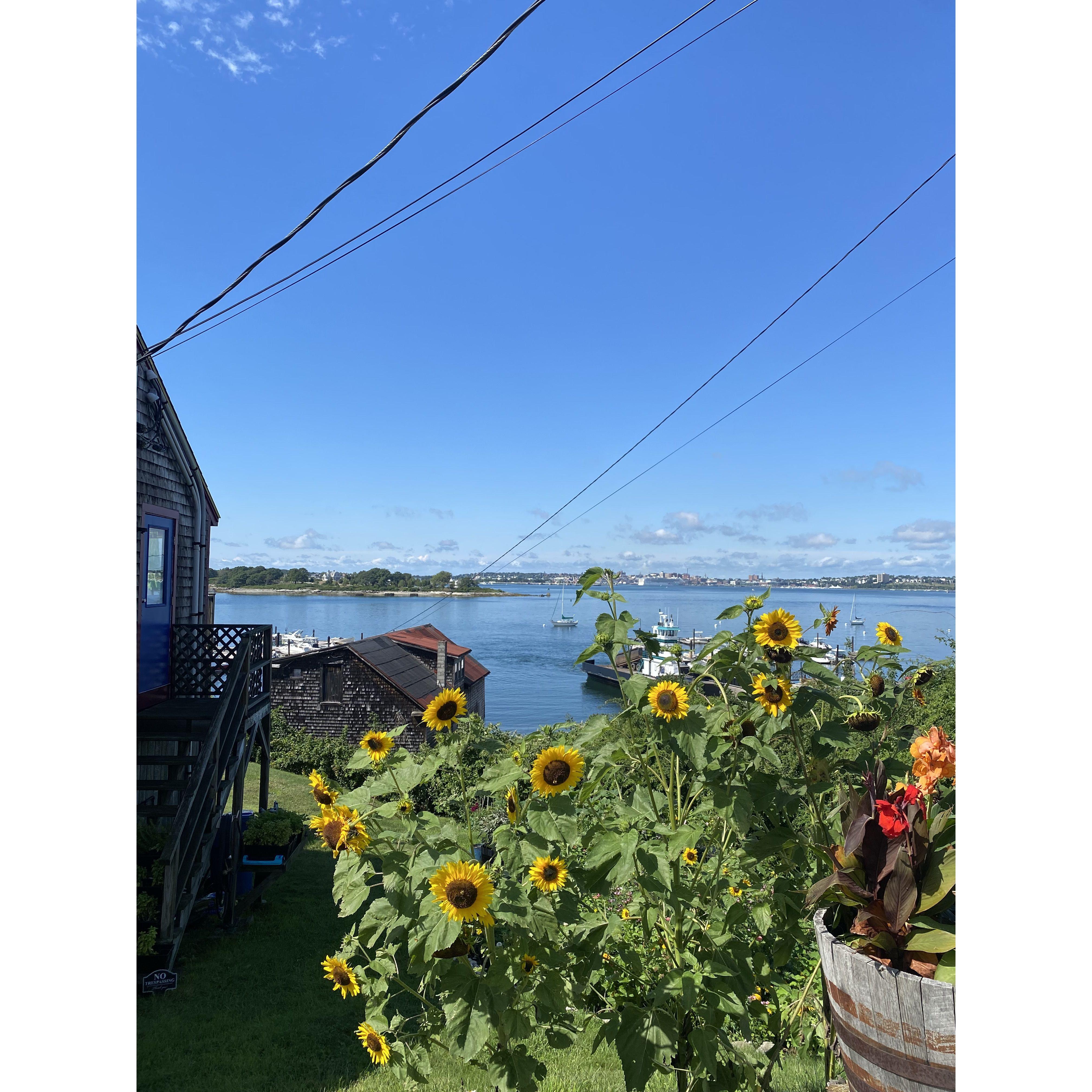 August on Peak's Island