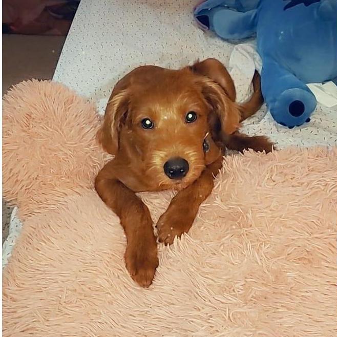Our Newest Pup: Shoyo Haru