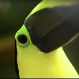 Aviario Nacional de Colombia