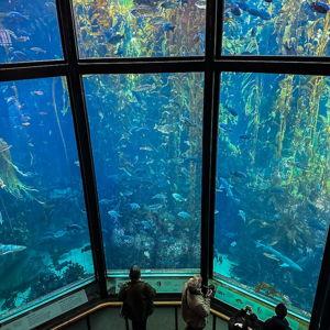 Tickets to Monterey Bay Aquarium