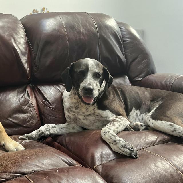Donation to Pepper’s Rescue