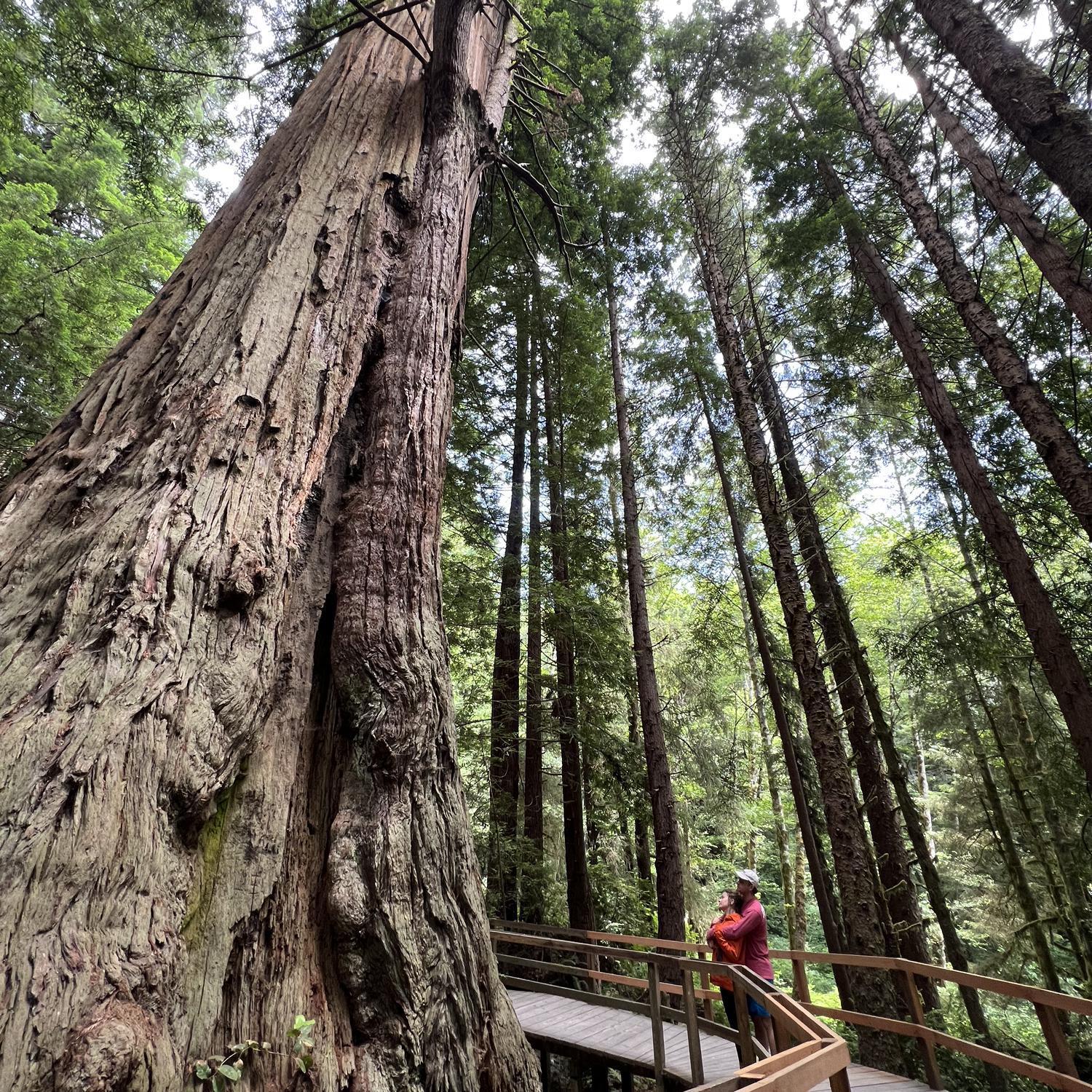 Redwoods!