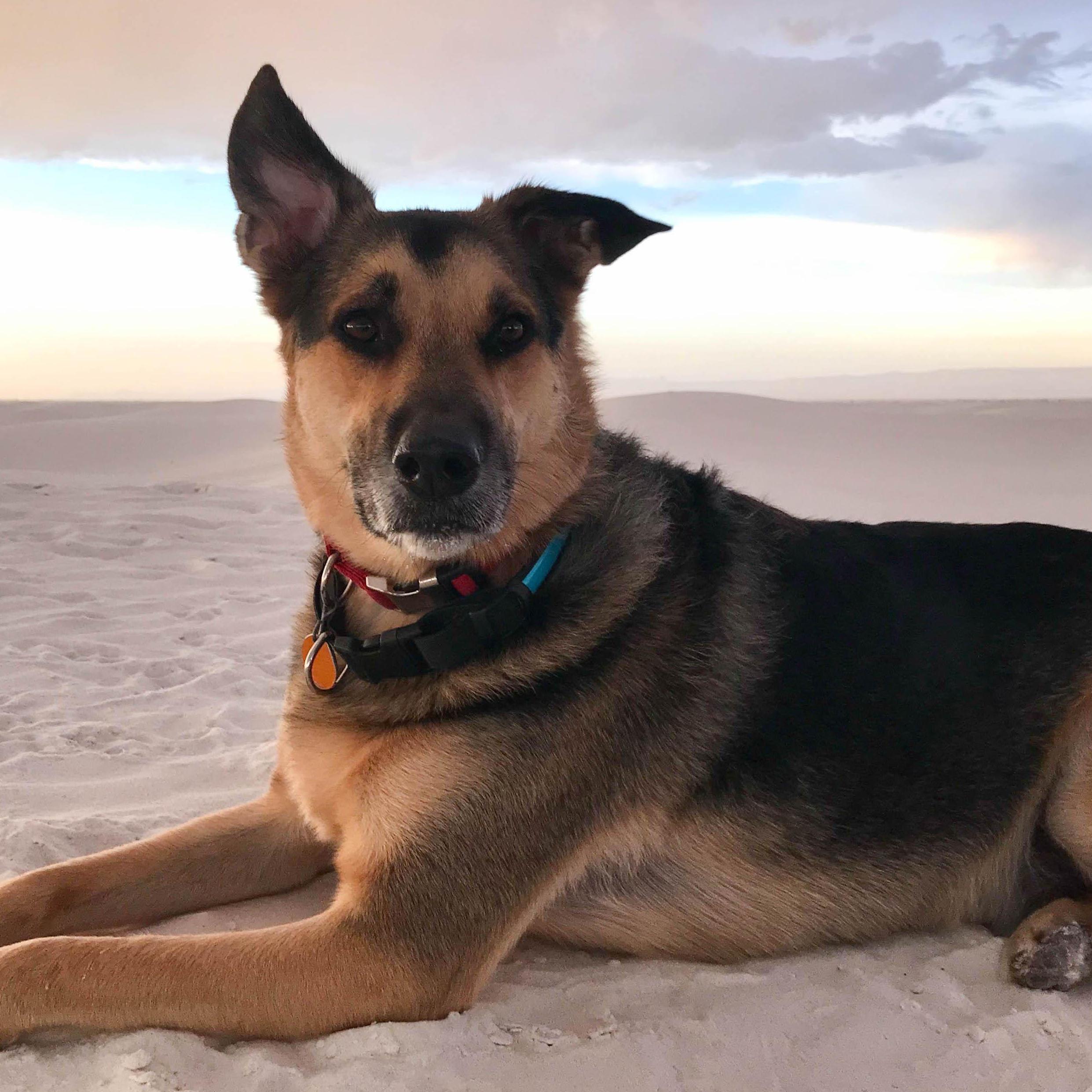 Balto in White Sands before the storm