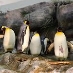 Saint Louis Zoo