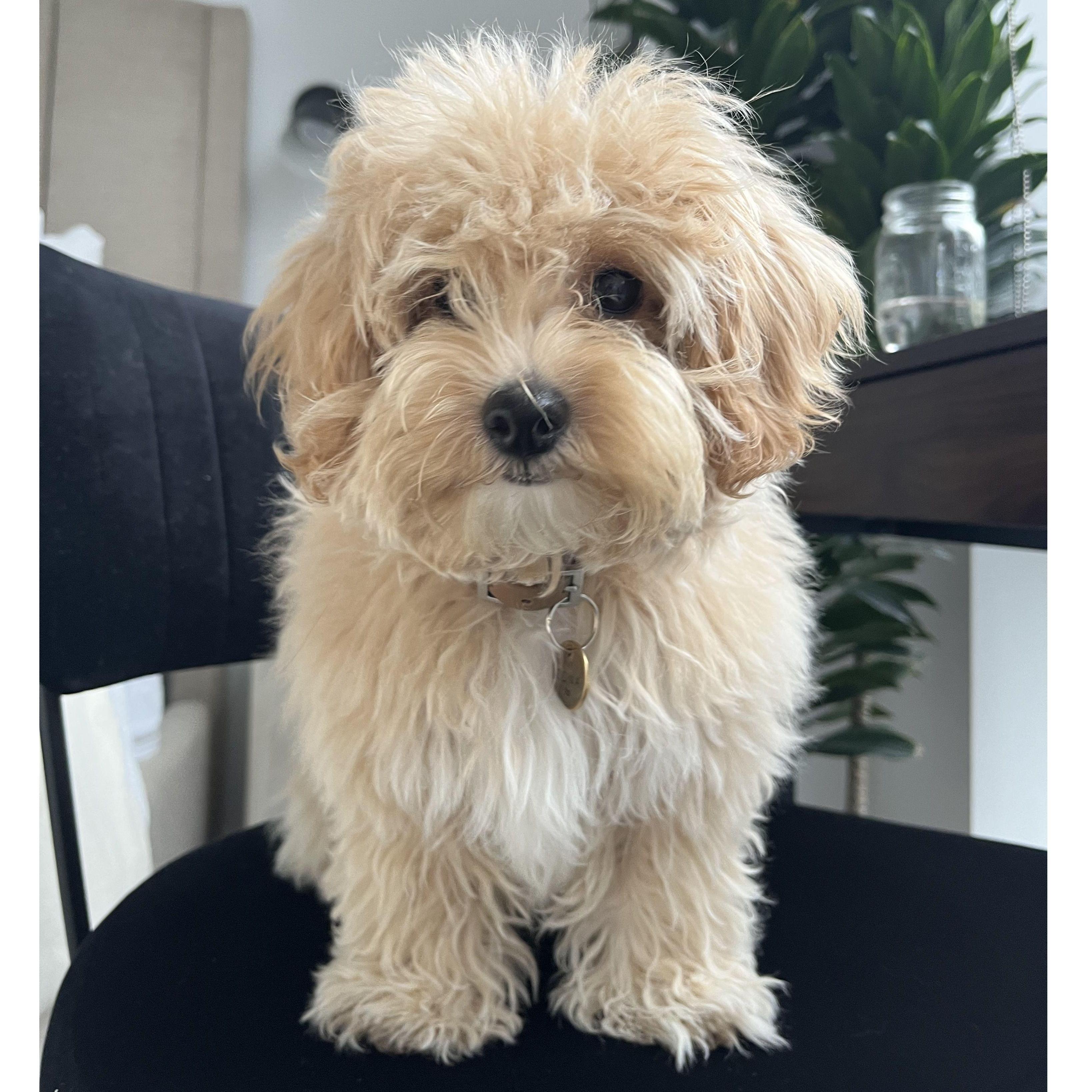 Our fur baby Edna! She is the sweetest little Maltipoo