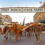 Fort Worth Herd Cattle Drive