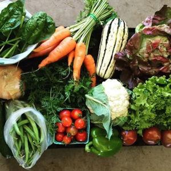 Local CSA Farm Share