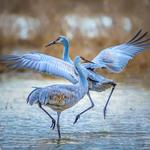 Ridgefield National Wildlife Refuge