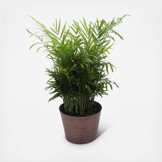 Neantha Bella Palm