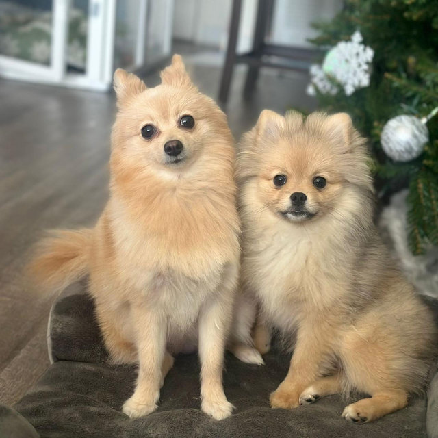 Skye & Zoey Annual Care