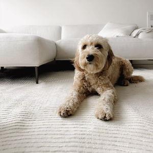 Revival Record Sage Green Rug Fund