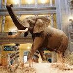Smithsonian National Museum of Natural History