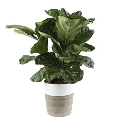 Costa Farms Live Ficus Lyrata, Fiddle-Leaf Fig, Indoor Tree, 2-Feet Tall, Ships in Décor Planter, Fresh From Our Farm