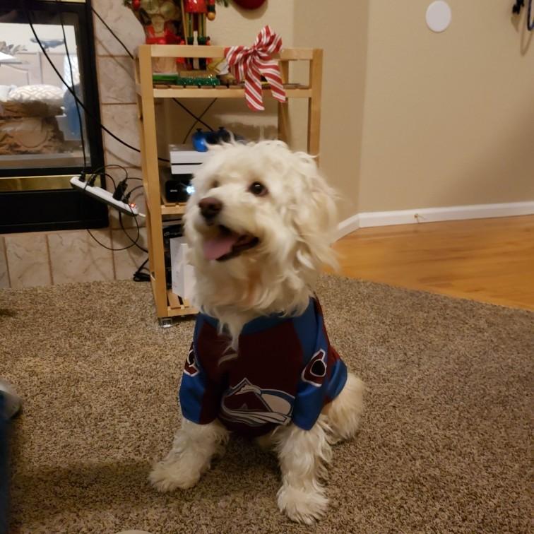 Toby's first Christmas with us 🎄