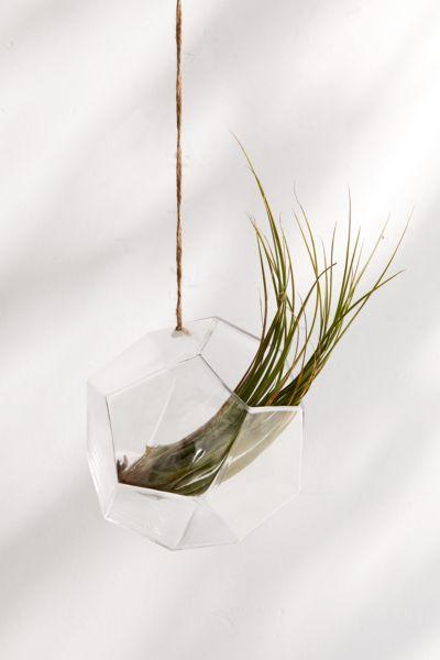 Dodecahedron Hanging Terrarium