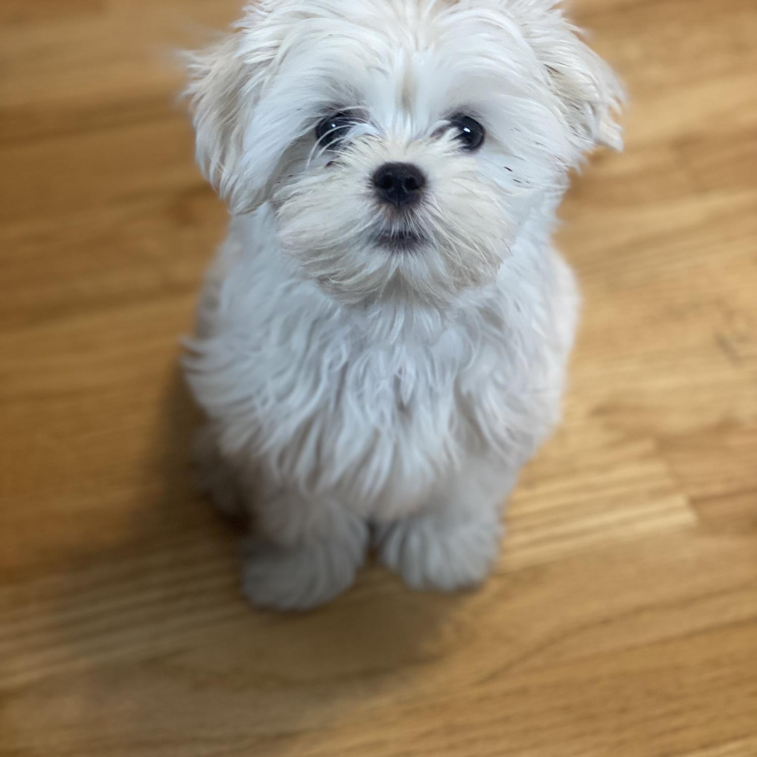 Meet Beyla, our first fur baby!