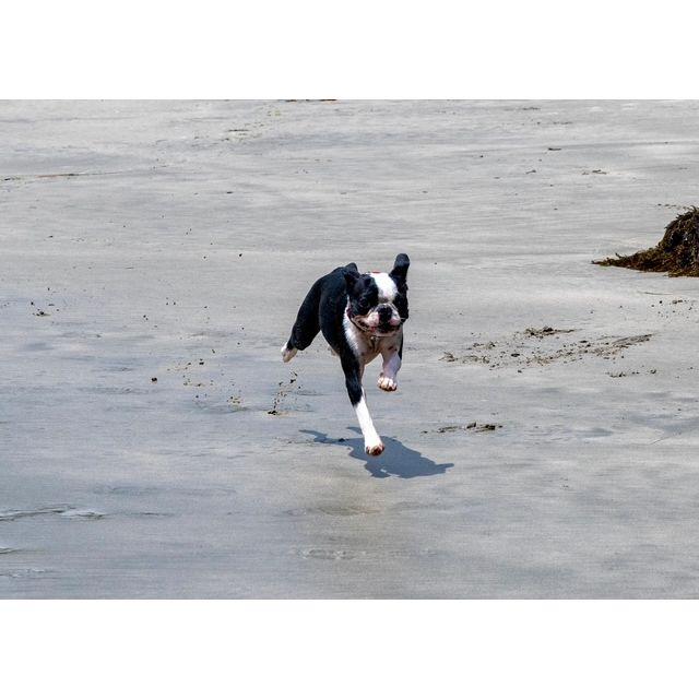 Our Beezus on the beach in San Luis Obispo, CA. She loved it.