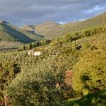 The importance and history of olive groves in Spoleto