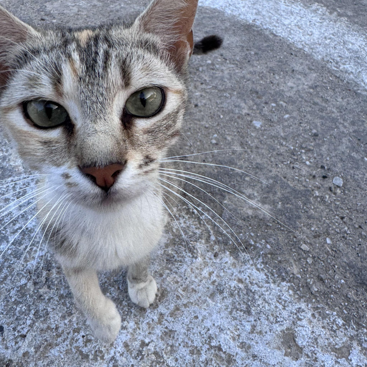 Cali,  she was a fiesty cutie pie...Competition for Coles favorite cat in greece
