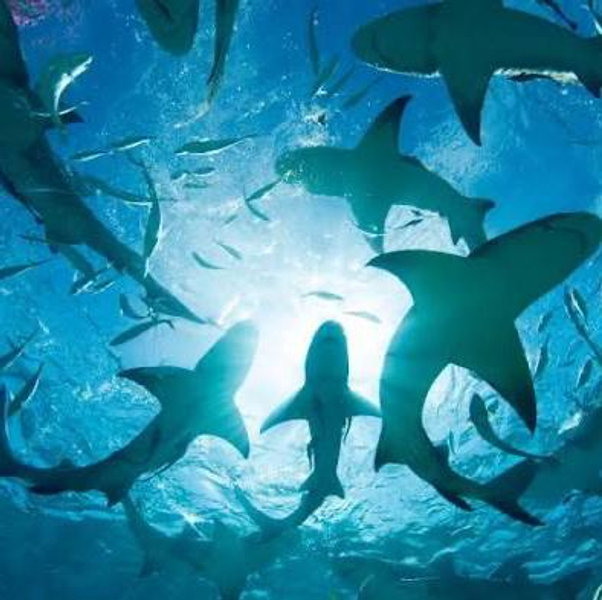 Swimming with Sharks