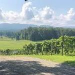 Reynard Florence Vineyard