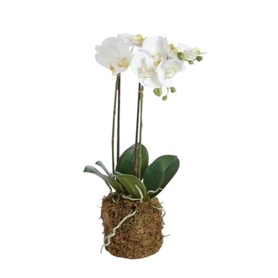 23'' Poly and Plastic Drop-In Phalaenopsis by Napa