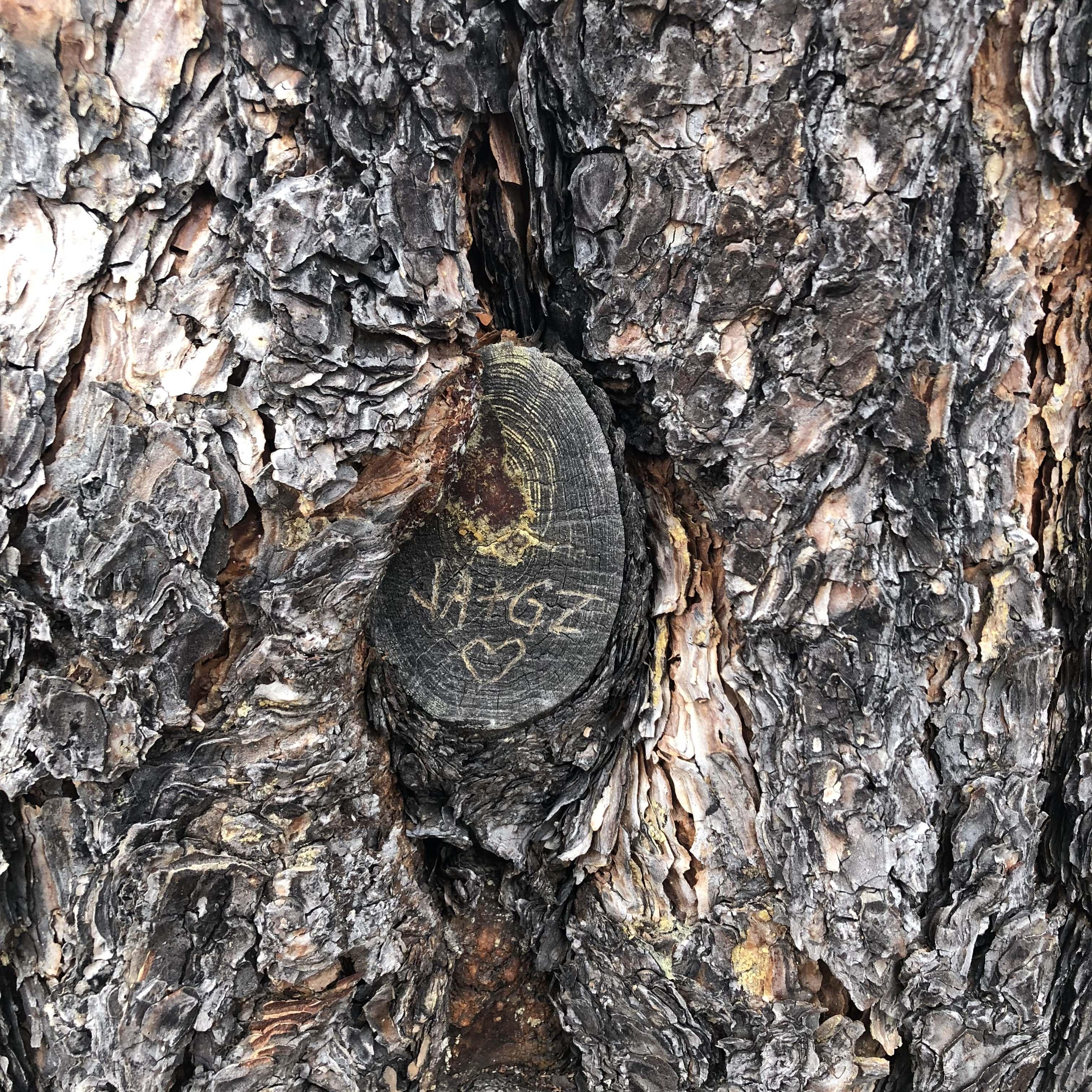 Our first getaway together was in Flagstaff where we found a spot in the woods that only we know where we carved our names in a tree. We go every year now around our anniversary.