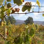 Wisteria Farm and Vineyard