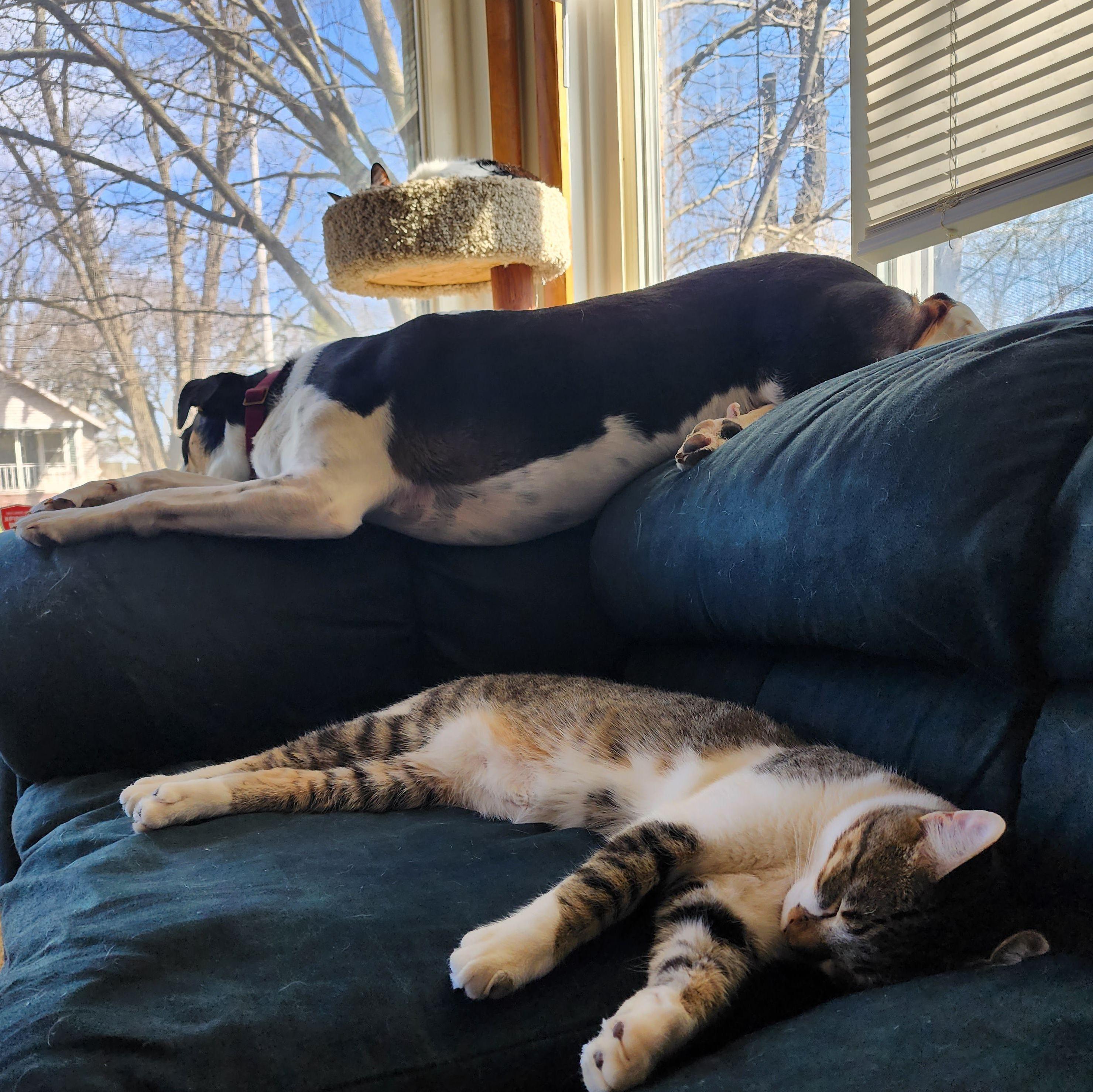 All our fur babies snoozing.