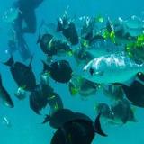 Los Cabos Snorkeling Tour to Chileno Bay and Santa Maria Cove