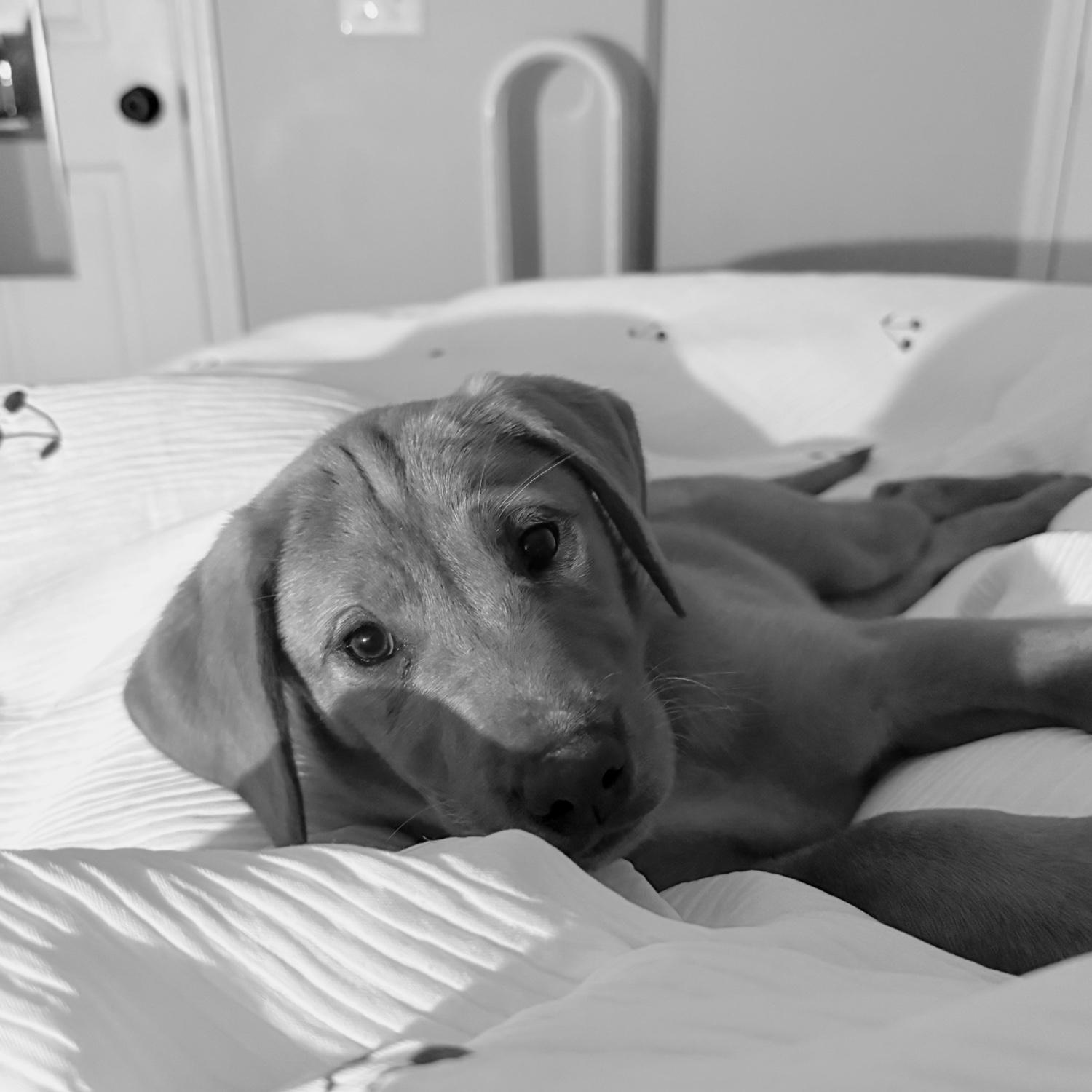 Will suprised Sydney with a puppy right before moving into her new house. Asher is the best girl!