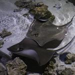 Loveland Living Planet Aquarium