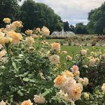 Columbus Park of Roses