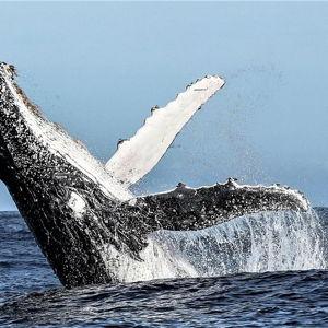 Whale Watching Boat Trip from Cape Town