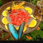 Mariposario de Benalmádena-Butterfly Park