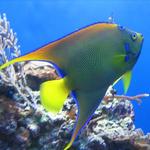 Birch Aquarium at Scripps
