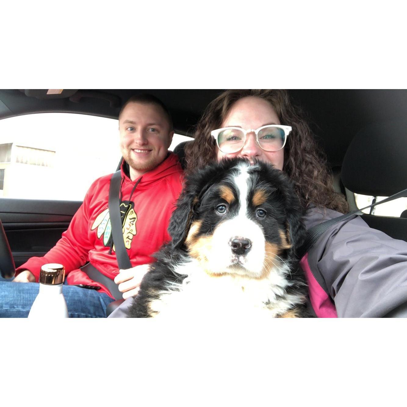 Took home our fur baby Waffle - 2019