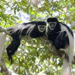 Colobus Conservation Tour