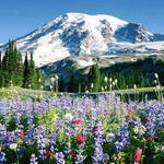 Mount Rainier