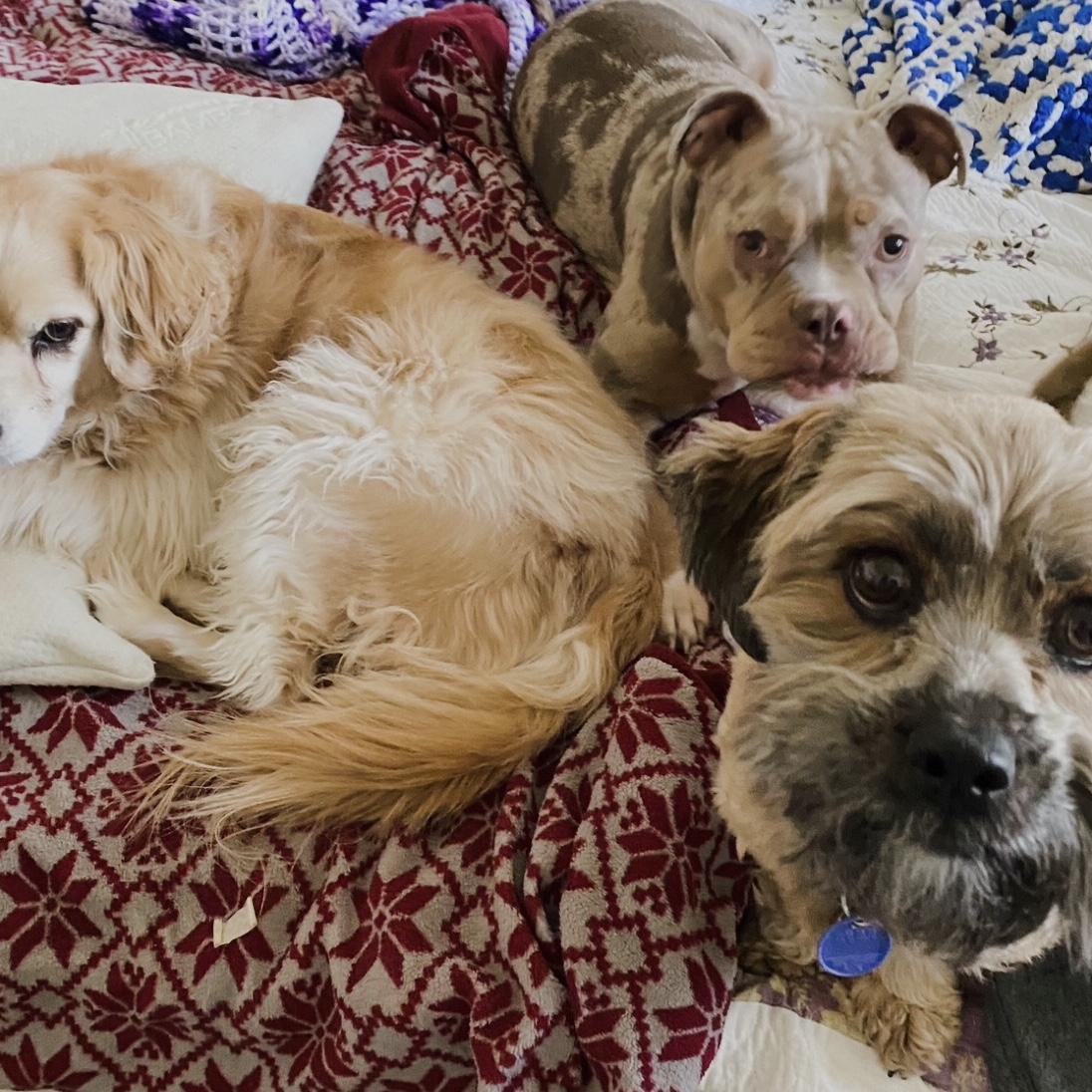Mutt Patrol:  Bentley, Gigi and Chewy